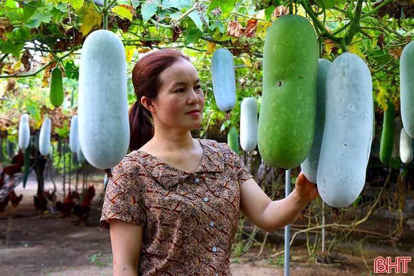 Trên bí xanh leo, dưới trồng cà chua, mướp, lại nuôi thêm gà, chị nông dân Hà Tĩnh thu 250 triệu từ khu vườn 2.000m2