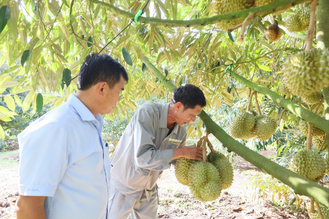 Trung Quốc đã thu hoạch những quả sầu riêng đầu tiên, sầu riêng Việt Nam có lo bị cạnh tranh?