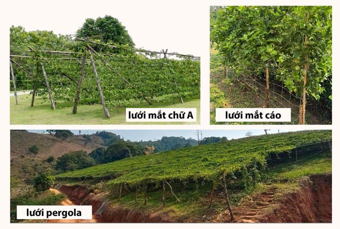 Tầm nhìn phát triển toàn diện chuỗi giá trị chanh dây tại Thái Lan