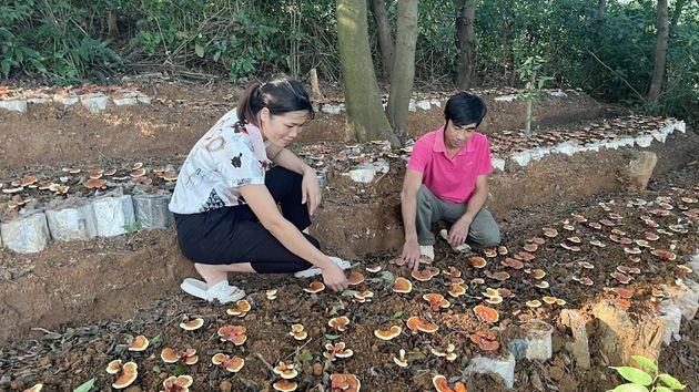 Loại nấm quý hiếm ở rừng nguyên sinh, nông dân Vĩnh Phúc thử trồng trong lán trại, ngờ đâu lãi to