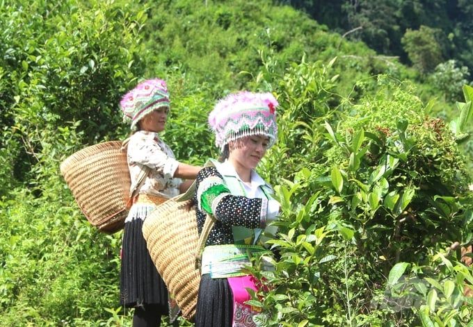 Xứ Tuyên mở rộng thêm 387ha sản xuất nông nghiệp tốt nhất
