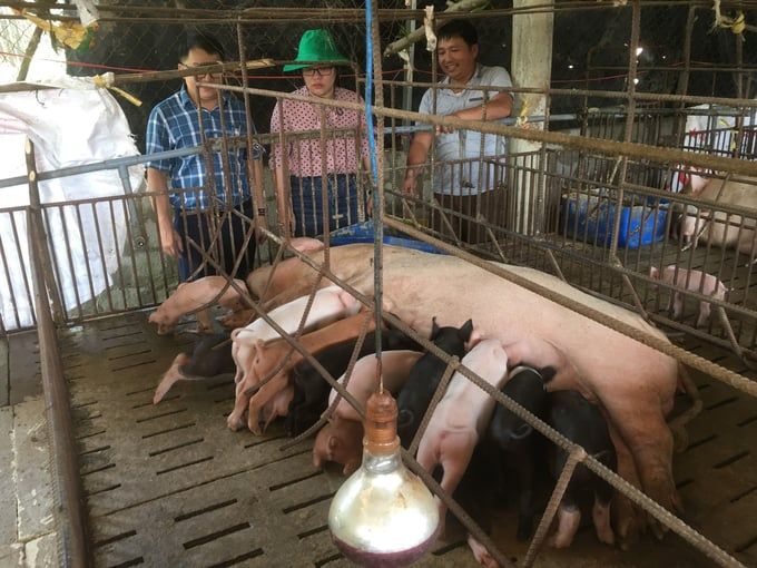 Chăn nuôi hữu cơ theo chuỗi khép kín từ cảm hứng của người Nhật