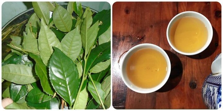 Uống chè xanh tươi mỗi ngày có tốt cho sức khoẻ?