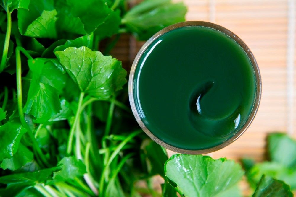 Sai lầm thường gặp khi uống nước ép rau má, nhiều người 