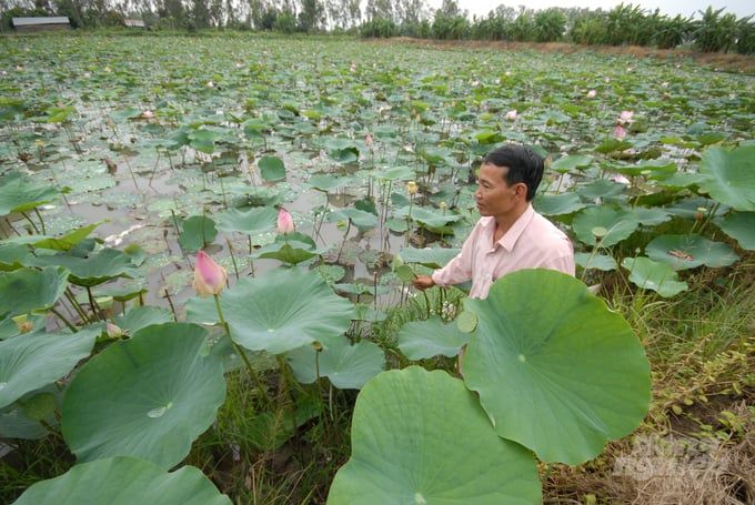 Diện tích trồng sen Đồng Tháp vượt 31% chỉ tiêu đến năm 2025