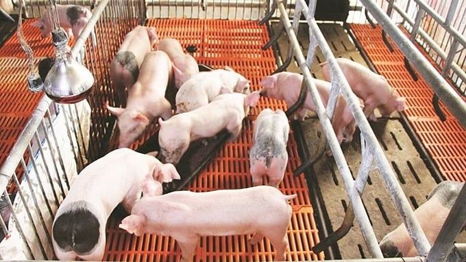 Giá heo hơi hôm nay 25/7/2024: Tăng nhẹ 1.000 đồng
