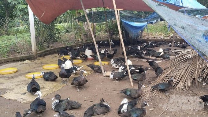 Nuôi vịt xiêm bằng thức ăn tự nhiên, chi phí thấp, hiệu quả cao