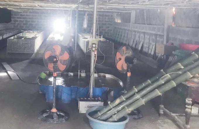 Chặt tre nuôi dúi, năm đút túi 200 triệu đồng