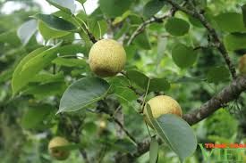 Phát triển cây ăn quả ở xã vùng cao Lào Cai