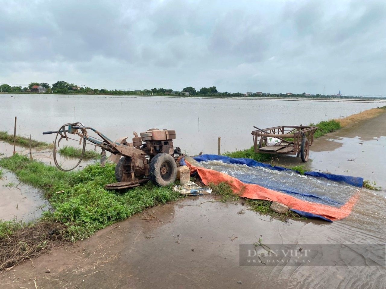 Một huyện ở Ninh Bình toàn bộ diện tích lúa mùa đã gieo cấy bị ngập úng hoàn toàn