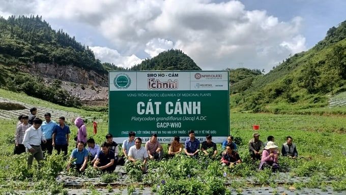 Tập huấn kỹ thuật trồng cây dược liệu cát cánh