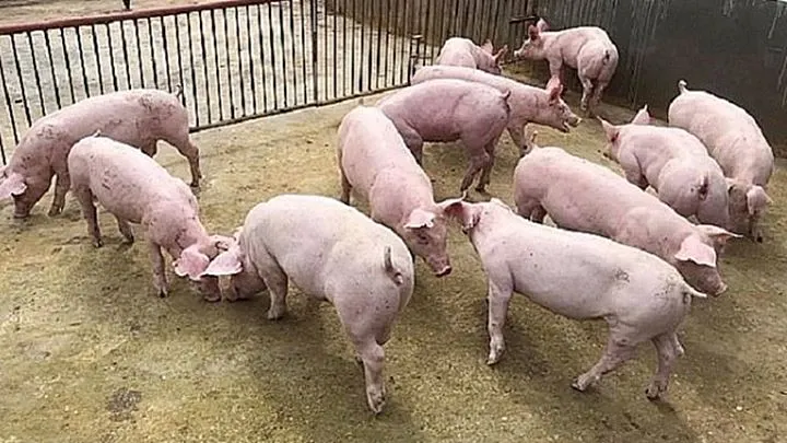 Nguồn cung hạn chế, dịch đang lan rộng chặn đà giảm giá lợn hơi