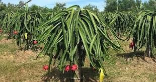 Hòa Bình: Người giúp 