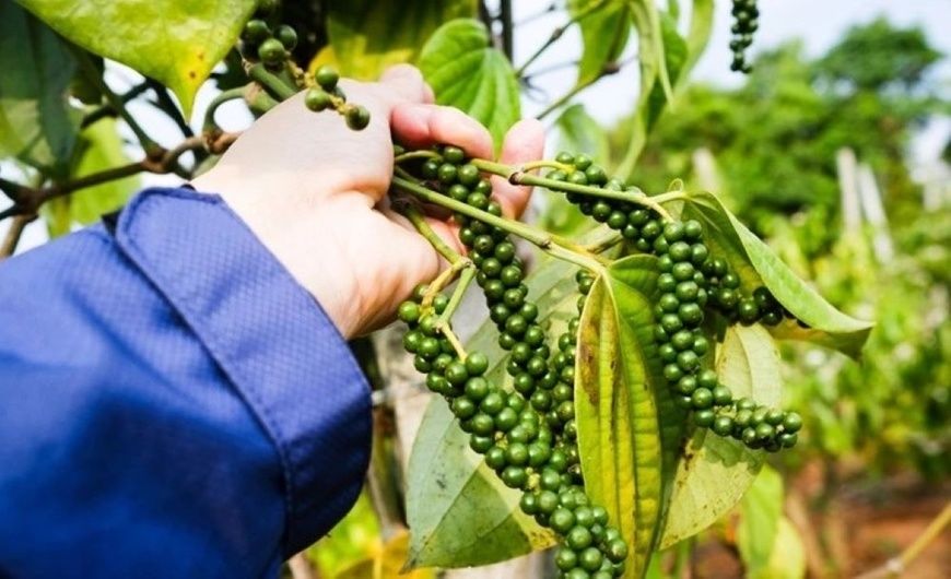 Giá hạt tiêu trong nước hôm nay giảm trở lại