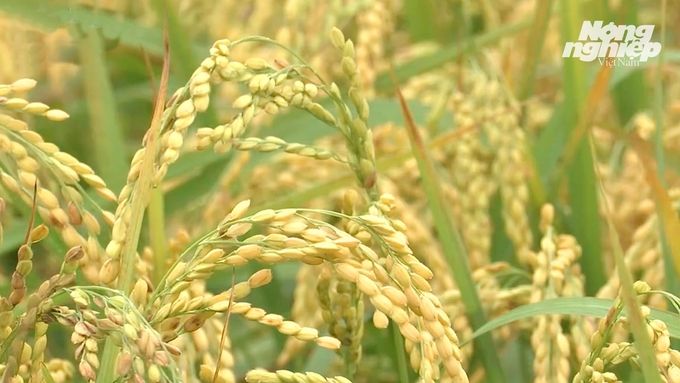 Giá lúa gạo hôm nay 13/9/2024: Biến động trái chiều