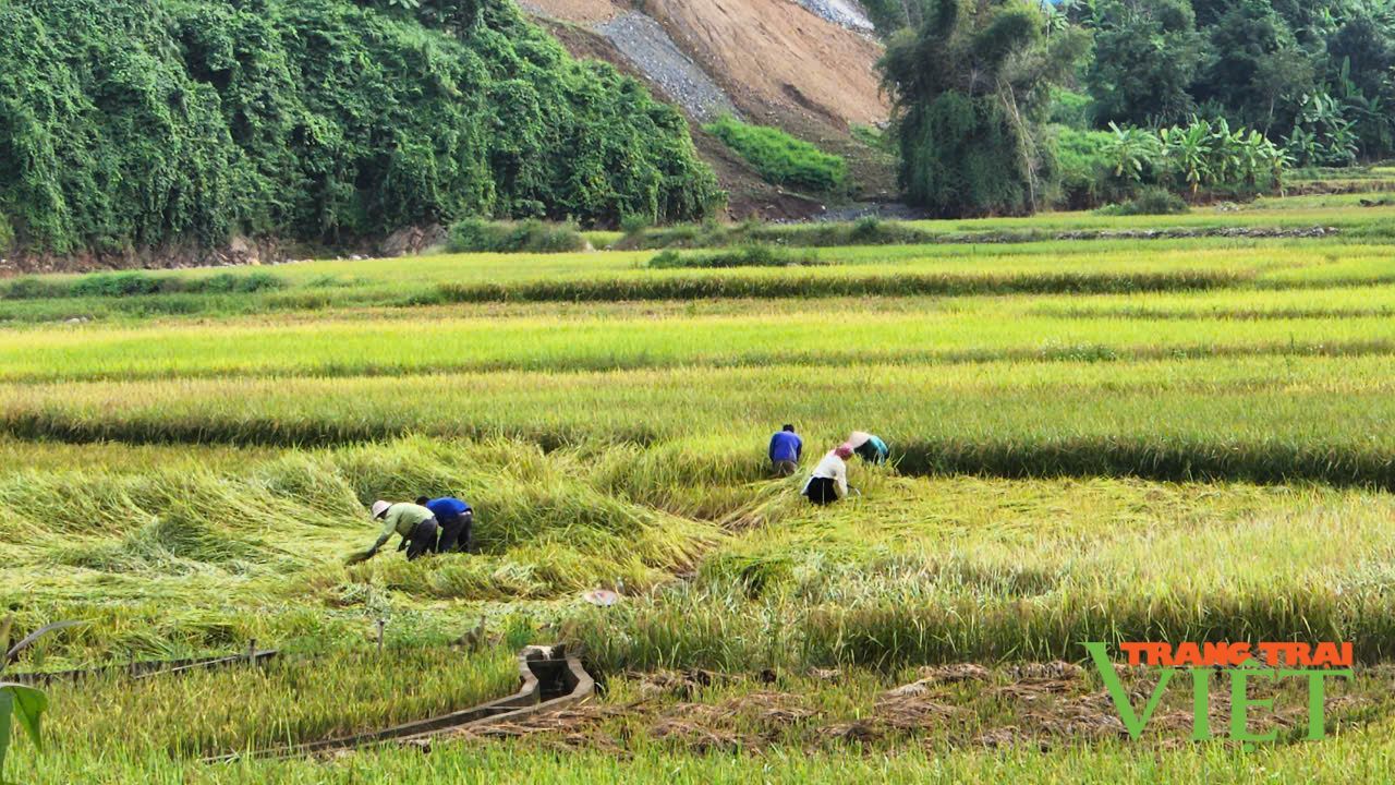 Nông dân Than Uyên hối hả thu hoạch lúa mùa