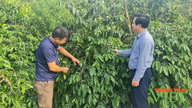 Chuyển đổi nông nghiệp Mường Ảng: Từ truyền thống đến đột phá