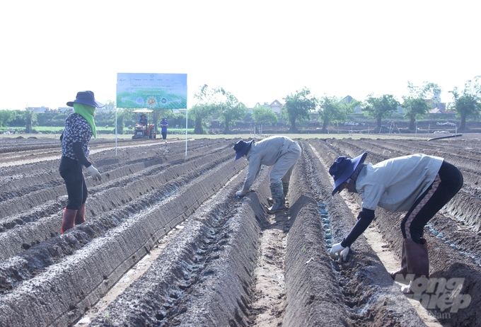 Hợp tác thay đổi diện mạo sản xuất khoai tây các tỉnh phía Bắc