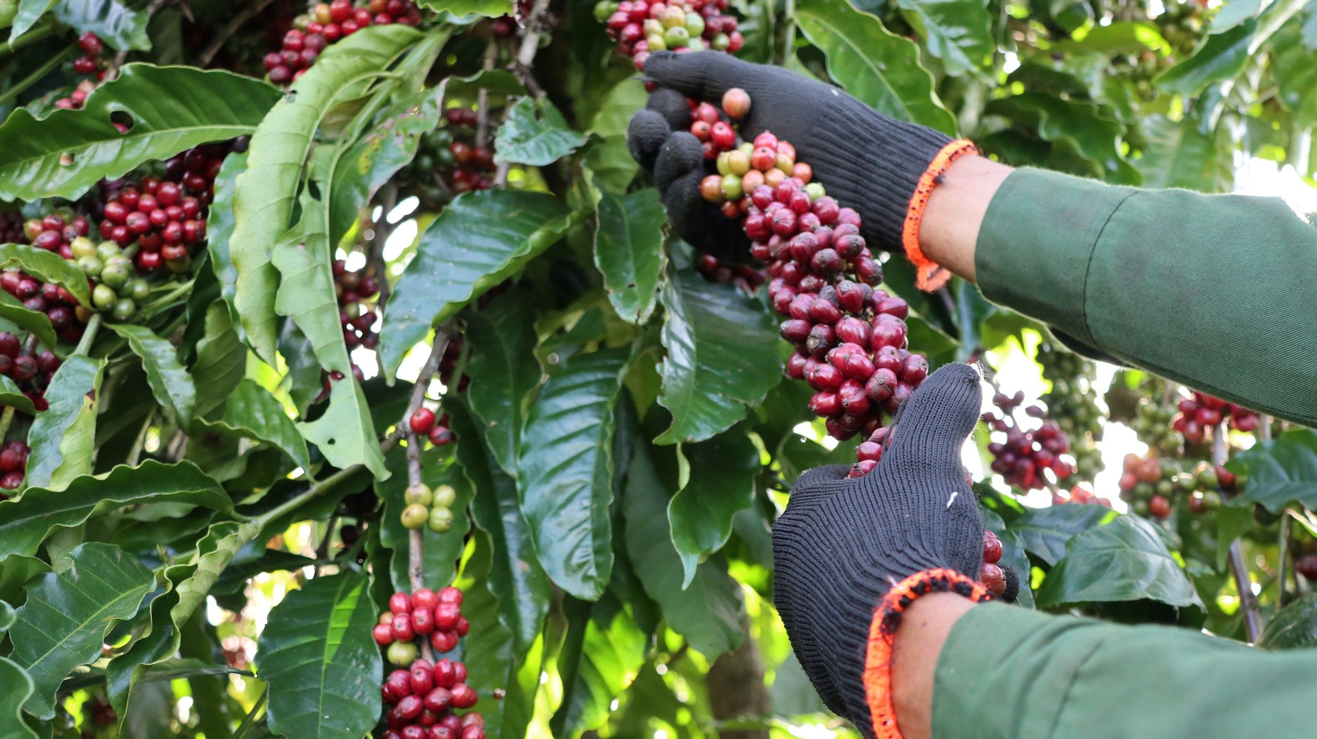 Giá cà phê cao kỷ lục, nông dân Lâm Đồng phân vân “nên bán hay chờ”