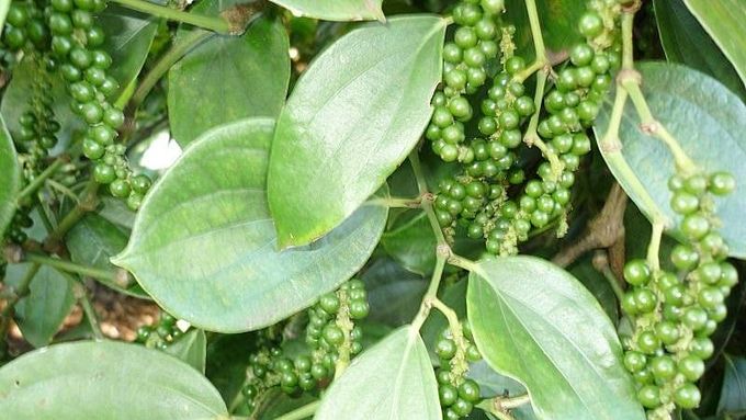 Gia Lai bứt tốc đưa giá tiêu tăng tiếp hôm nay trong khi loạt tỉnh Tây Nguyên giữ nguyên