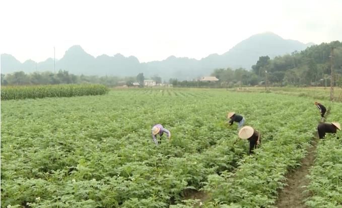 NTM Hà Giang: Đẩy nhanh tiến độ, quyết tâm hoàn thành mục tiêu năm 2024