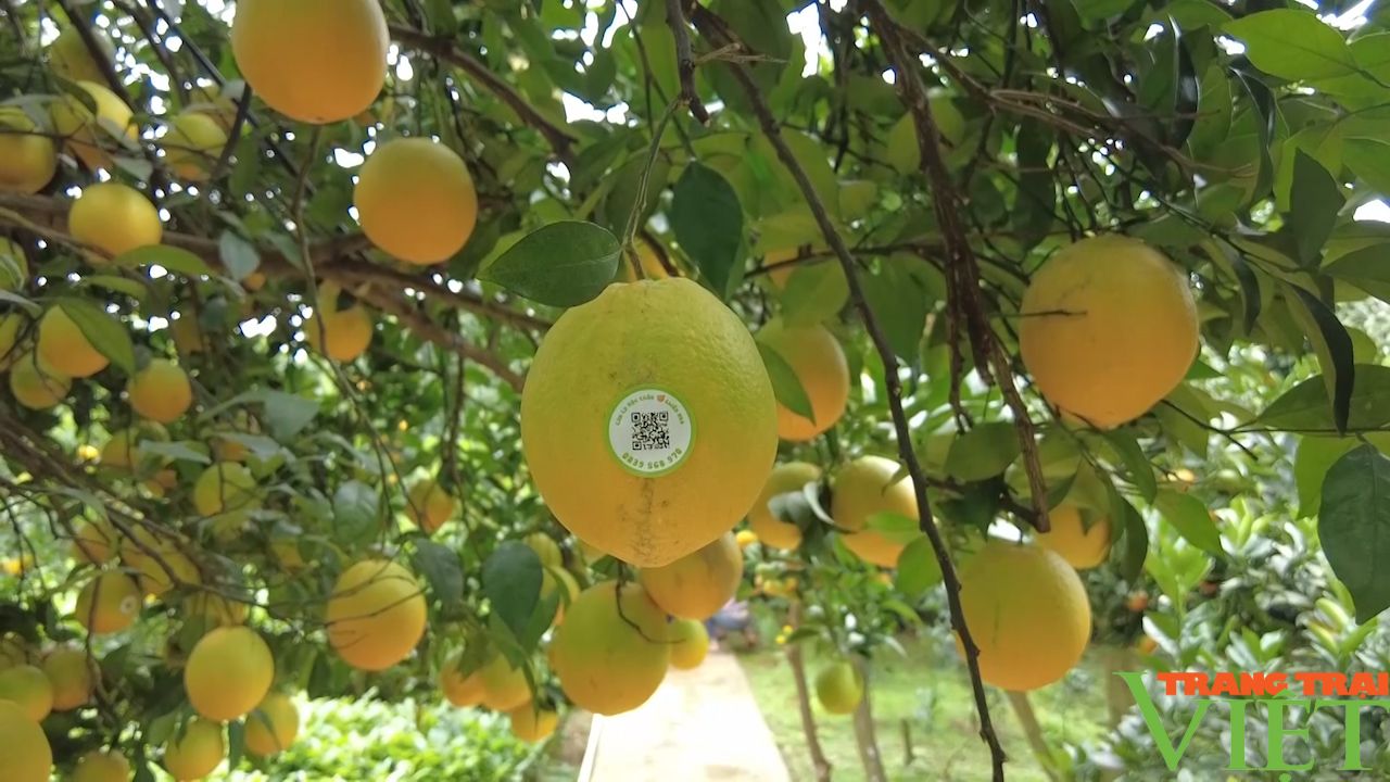 Trồng cam ly làm du lịch, nông dân Mộc Châu thu lời cao