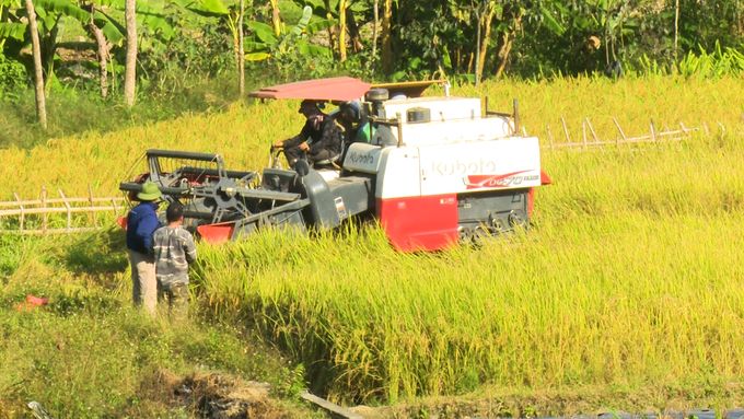 Lúa Bao thai đặc sản thêm nức tiếng nhờ canh tác theo quy trình hữu cơ