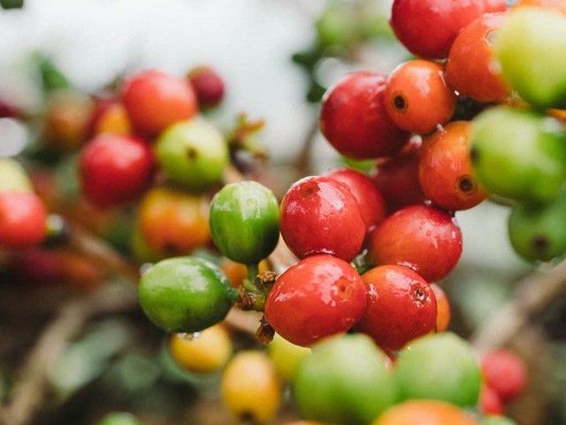Giá cà phê tăng vọt trở lại, Đắk Nông kéo giá cà phê lên cao nhất Tây Nguyên hôm nay