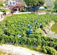 Dân Đông Triều ở Quảng Ninh trồng 