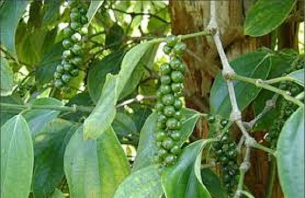 Gia Lai đẩy mức tăng giá tiêu cao nhất Tây Nguyên, giá mua ngang với Đắk Lắk và gần bằng Đắk Nông