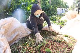 Giá cà phê tăng kỷ lục, nhiều nông dân Đắk Lắk tiếc ngẩn ngơ vì cà phê mất mùa, sản lượng sụt giảm mạnh