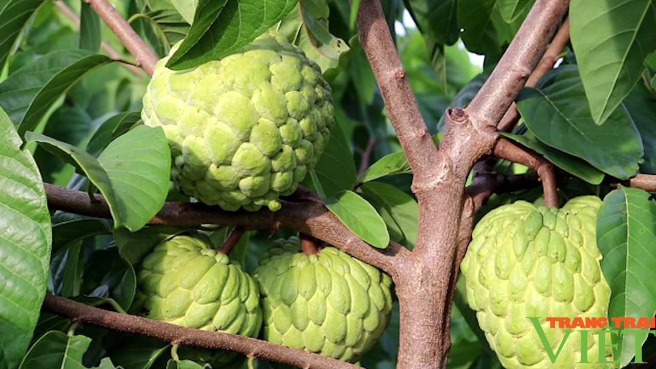Nông dân Sơn La tập trung phòng trừ sâu bệnh hại cho trên cây ăn quả