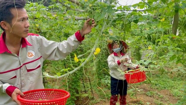 Nhà nông trẻ kiếm tiền tỉ từ mướp đắng rừng
