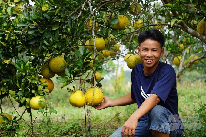 Vườn bưởi tăng 20% sản lượng, quả đẹp, ngọt ngon, chi phí giảm nhờ kiến vàng