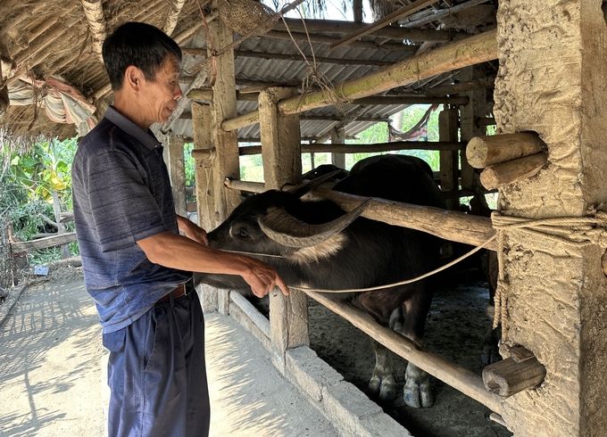 Phương châm '3 đủ' trong phòng chống đói, rét cho gia súc