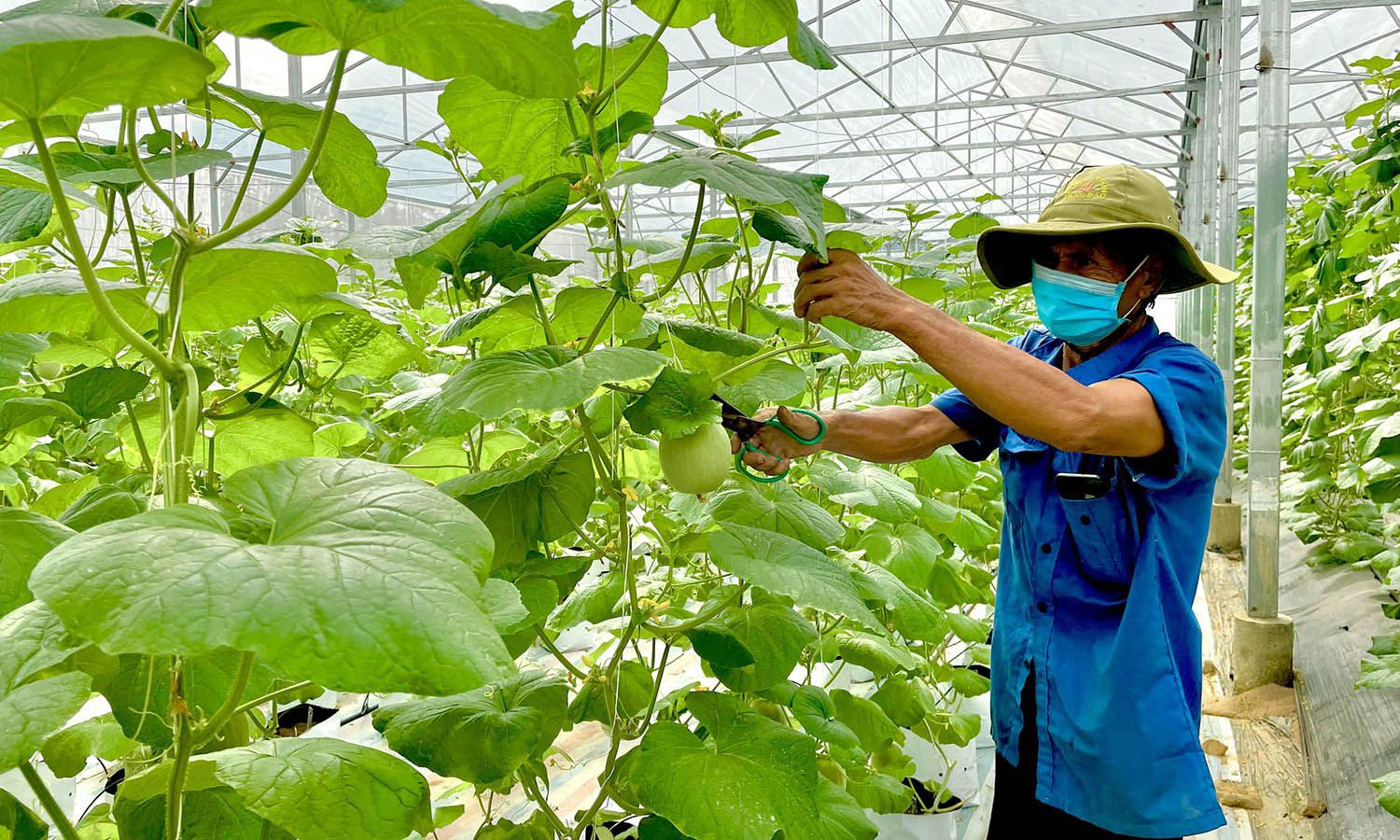 Nông nghiệp hữu cơ: Nông dân không thể 