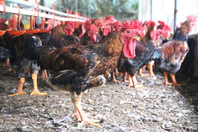 Gần 160 trang trại chăn nuôi được chứng nhận VietGAHP trong khoảng 5 năm qua