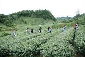 Hòa Bình phấn đấu 100% diện tích chè được cấp mã số vùng trồng, truy xuất nguồn gốc