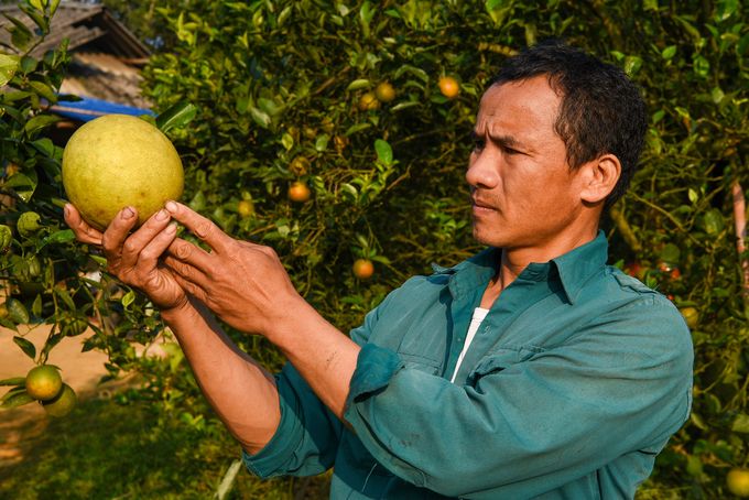 Bảo tồn giống bưởi cơm của xứ Mường