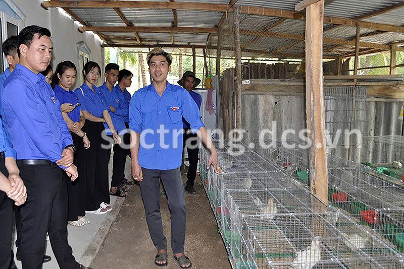 Hai mô hình khởi nghiệp thành công của nông dân trẻ Sóc Trăng: Nuôi gà ngoại quốc lạ hoắc, cá cảnh to bự