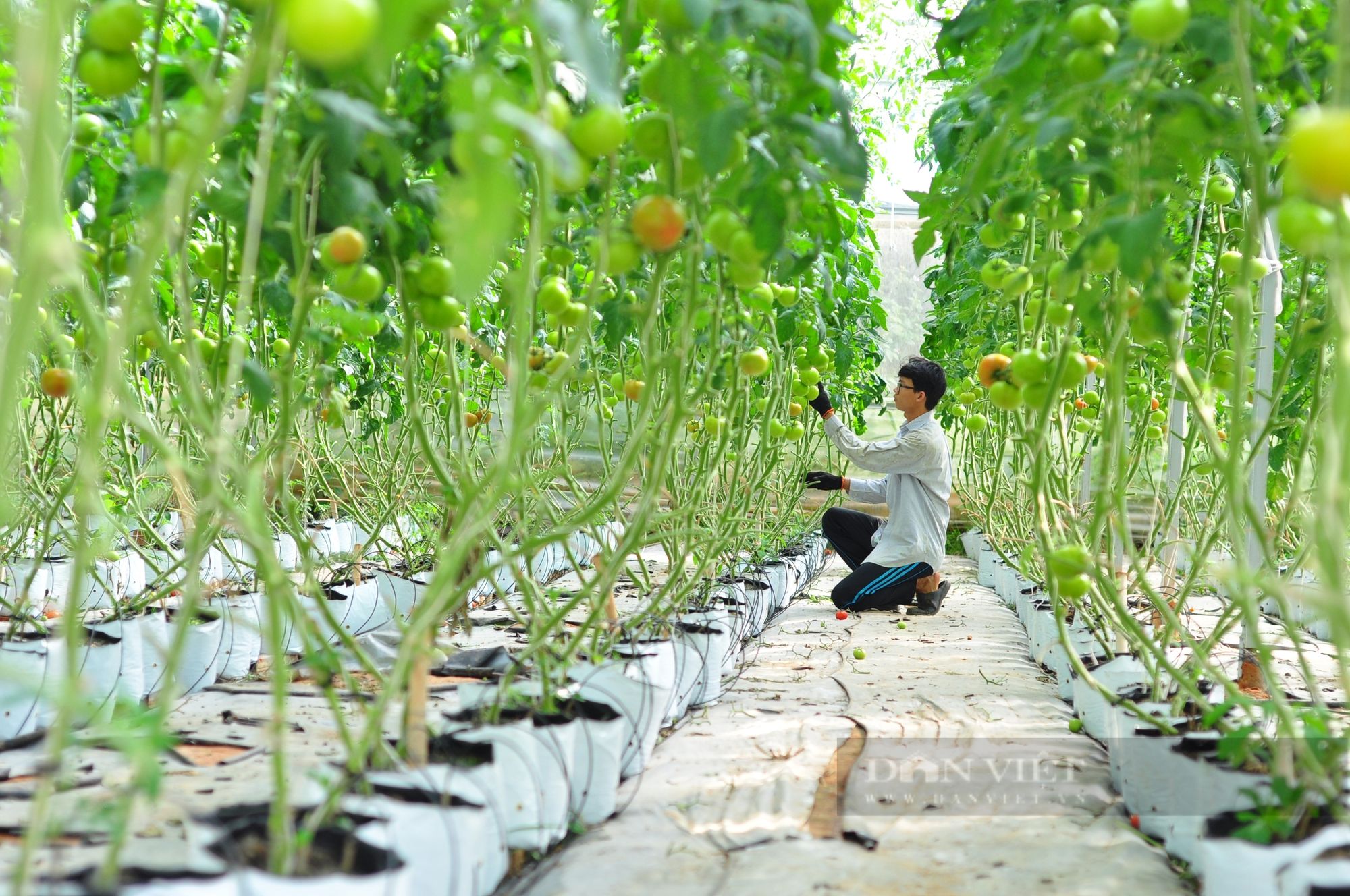 Cầm bằng đại học về, anh Cao Bá Quát lên Đà Lạt trồng rau kiểu gì mà bẻ ăn ngay tại ruộng?