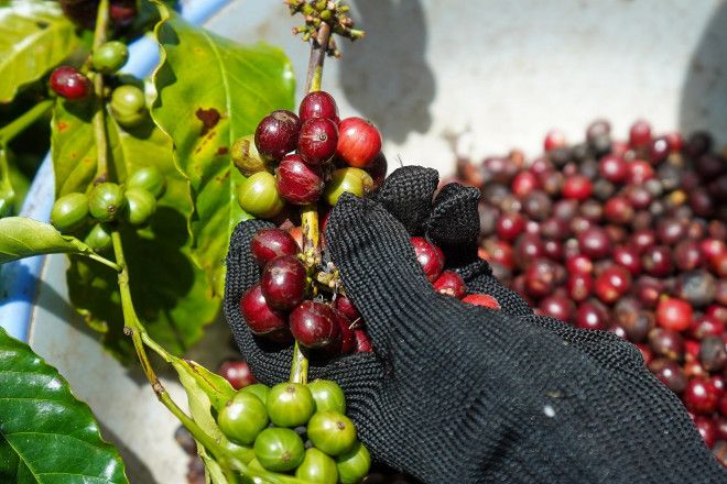 Giá cà phê quay đầu giảm, giá thu mua ở Lâm Đồng xuống thấp nhất Tây Nguyên
