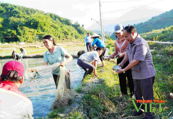 Triển vọng từ mô hình cá – lúa ở Nậm Nhùn