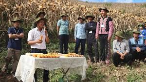 Cây ngô - Cây trồng nâng cao đời sống người dân vùng cao Bắc Yên