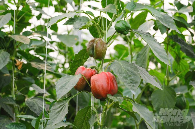 Cú hích cho nông nghiệp công nghệ cao ở Mộc Châu