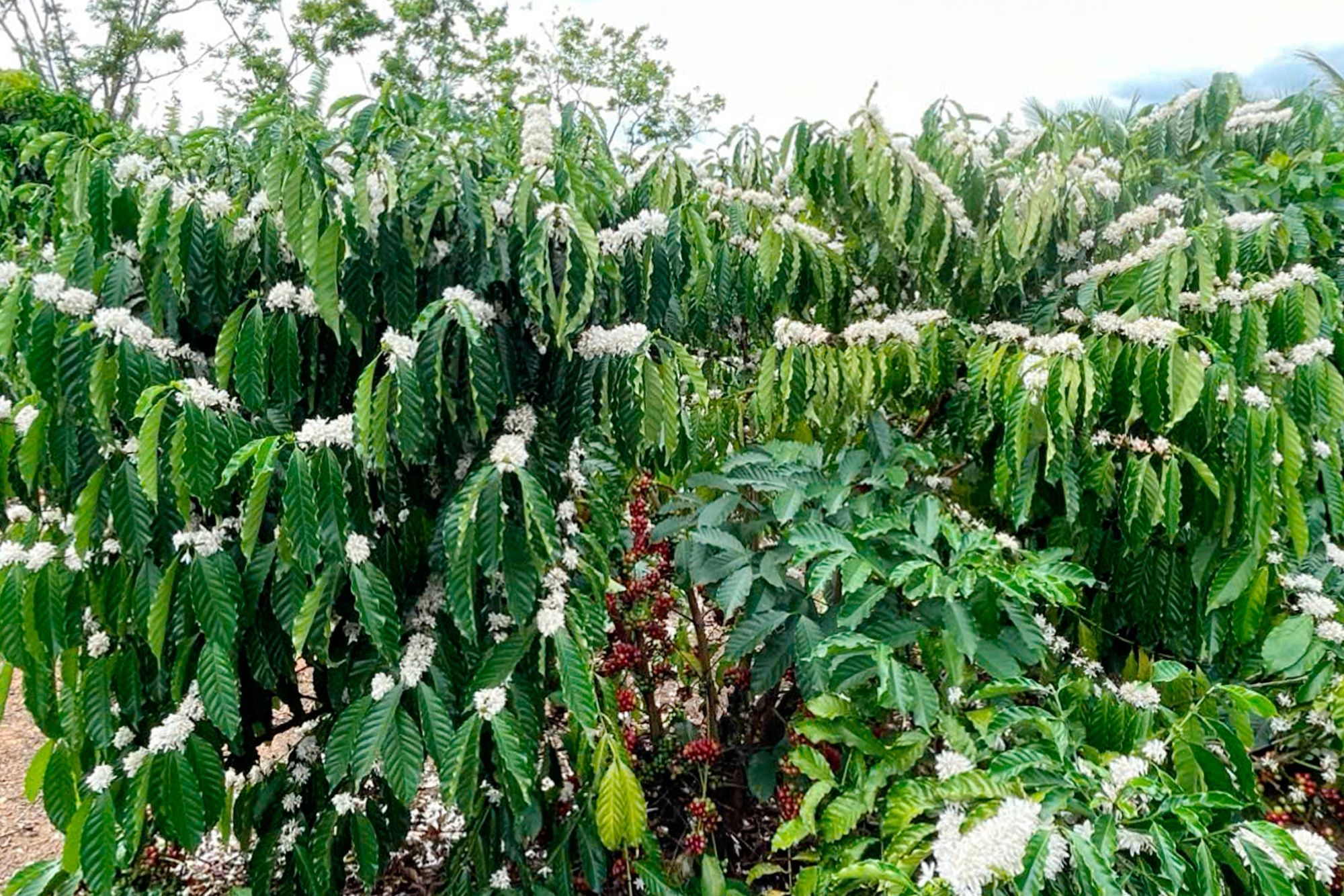 Giá cà phê tăng cao, xôn xao chuyện nông dân trồng cà phê Tây Nguyên đang lo lắng