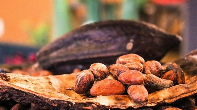 Lo ngại thiếu hụt nguồn cung, giá ca cao lập đỉnh mới