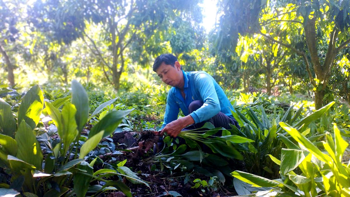 Trồng đủ loại xoài ngon, dưới tán có thêm 2 cây dược liệu này, ông nông dân An Giang bất ngờ nhặt thêm tiền