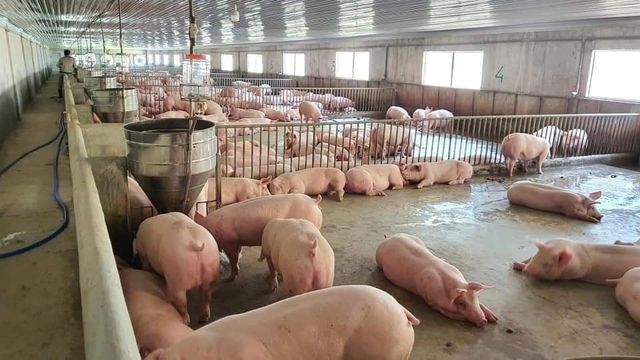 Giá lợn hơi tiếp tục tăng nhanh, 'ông lớn' chăn nuôi cũng đẩy giá lợn lên đỉnh mới