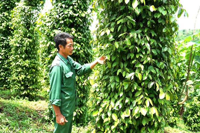 Vườn tiêu nhiều năm đạt chuẩn hữu cơ, giá bán cao hơn thị trường là 25%